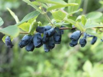 Honigbeere / Sibirische Blaubeere 'Eisbär' ®, 30-40 cm, Lonicera kamtschatica 'Eisbär' ®, Containerware von Lonicera kamtschatica 'Eisbär' ®