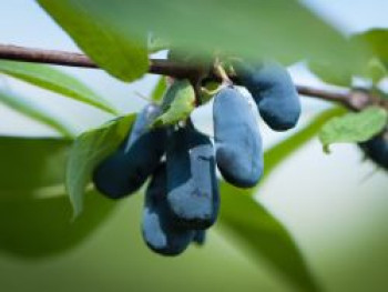 Honigbeere / Sibirische Blaubeere 'Kalinka' ®, 30-40 cm, Lonicera kamtschatica 'Kalinka' ®, Containerware von Lonicera kamtschatica 'Kalinka' ®