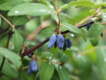 Honigbeere / Sibirische Blaubeere 'Myberry Sweet', 30-40 cm, Lonicera kamtschatica 'Myberry Sweet', Containerware von Lonicera kamtschatica 'Myberry Sweet'