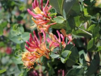 Geißblatt / Geißschlinge 'Goldflame', 10-20 cm, Lonicera x heckrottii 'Goldflame', Topfware von Lonicera x heckrottii 'Goldflame'