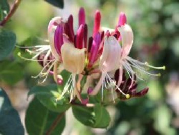 Feuer-Geißschlinge, 10-20 cm, Lonicera x heckrottii, Topfware von Lonicera x heckrottii