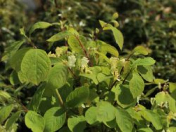 Heckenkirsche 'Clavey's Dwarf', 30-40 cm, Lonicera xylosteum 'Clavey's Dwarf', Containerware von Lonicera xylosteum 'Clavey's Dwarf'