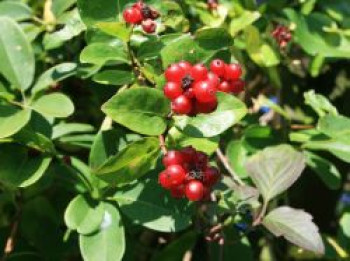 Gemeine Heckenkirsche / Rote Heckenkirsche, 60-100 cm, Lonicera xylosteum, Containerware von Lonicera xylosteum