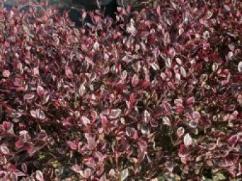Schopfmyrthe 'Magic Dragon', 20-30 cm, Lophomyrtus ralphii 'Magic Dragon', Containerware von Lophomyrtus ralphii 'Magic Dragon'