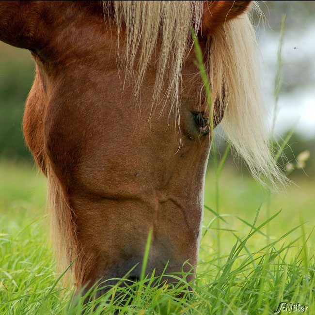 RUDLOFF-EQUITANA® Kräutermischung für Pferde von Lord