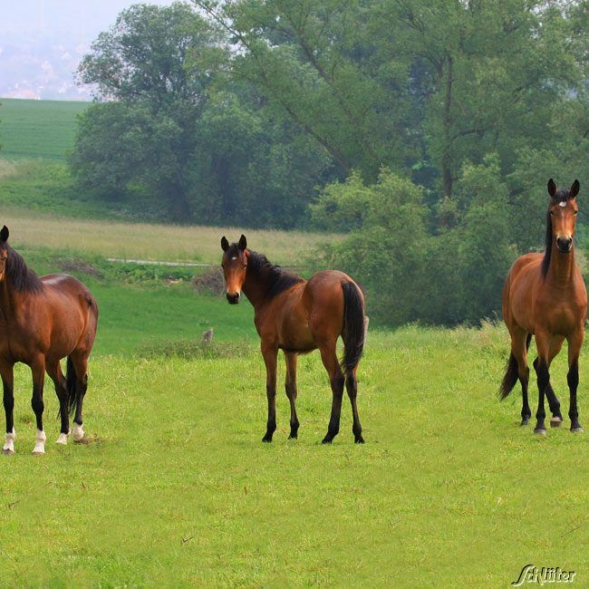 RUDLOFF-EQUITANA® Pferdeweide Nachsaat - Gräsermischung von Lord