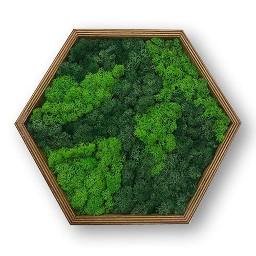 LoveLasy Bicolor Moos Wandbild Hexagon für Haus und Büro, Moosbild (oak frame, middle) LoveLasy Bicolor Moos Wandbild Hexagon für Haus und Büro, Moosbild (oak frame, middle) von LoveLasy