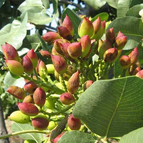 LovePlz 5 Stück Pistazien Samen Nicht-GVO leicht zu wachsen Garten frische Pistazien Baum Samen Samen von LovePlz