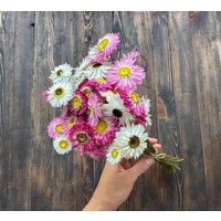 Getrocknete Gänseblümchen, Acrocyclinium Helipterum, Rosa Weißes Getrocknetes Blumenbündel, Strohblumen-Chrysantheme Konserviert, Hochzeitsdekor von LovelyFlowerUA