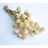 Getrocknete Sahne Gomphrena, Elfenbein Kugel Amaranth, Wildblumen Bund, Kleine Trockenblumen, Hochzeit Blumenschmuck Getrocknete Sahne Gomphrena, Elfenbein Kugel Amaranth, Wildblumen Bund, Kleine Trockenblumen, Hochzeit Blumenschmuck von LovelyFlowerUA