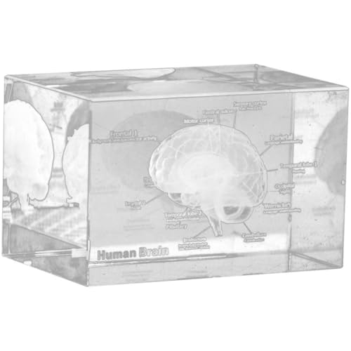 Lpitoy 3D-briefbeschwerer Anatomischem Modell des Menschlichen Gehirns (geätzt) in Kristallglaswürfel, Wissenschaftliches Geschenk von Lpitoy