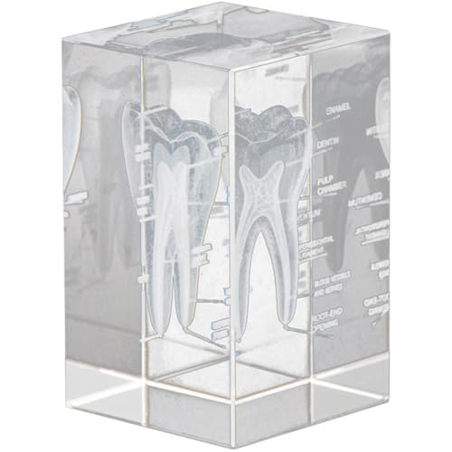 Lpitoy 3D-kristallmodell Eines Menschlichen Zahns – Kubisch Geätztes Anatomisches Zahnmodell Für Heim- Und Bürodekoration, Geschenke Für Zahnärzte Lpitoy 3D-kristallmodell Eines Menschlichen Zahns – Kubisch Geätztes Anatomisches Zahnmodell Für Heim- Und Bürodekoration, Geschenke Für Zahnärzte von Lpitoy