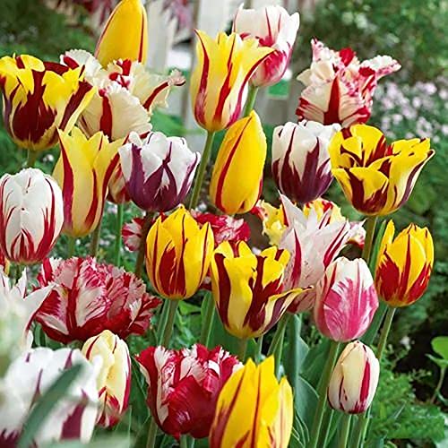 10 Stück Mischung Tulpenzwiebeln mehrjährig winterhart haped wie Kelchblätter geeignet großflächige Bepflanzung Sicht aus der Ferne sehr schön beeindruckend 10 Stück Mischung Tulpenzwiebeln mehrjährig winterhart haped wie Kelchblätter geeignet großflächige Bepflanzung Sicht aus der Ferne sehr schön beeindruckend von LpqSy