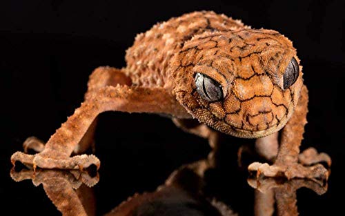 Lsdakoop Malen nach Zahlen Kits für Erwachsene Eidechse Gecko DIY Ölgemälde Leinwand Wand Wohnzimmer Schlafzimmer Büro Dekoration Geschenk Lsdakoop Malen nach Zahlen Kits für Erwachsene Eidechse Gecko DIY Ölgemälde Leinwand Wand Wohnzimmer Schlafzimmer Büro Dekoration Geschenk von Lsdakoop