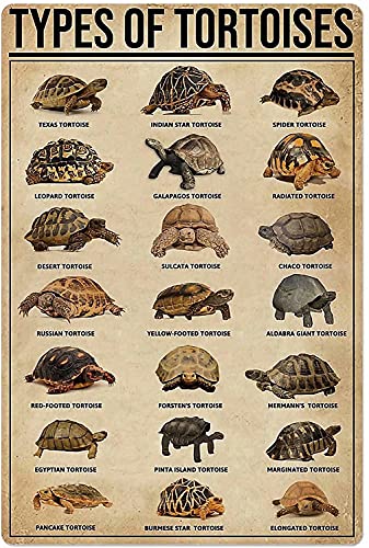 Lsjuee Vintage Blechschilder aus Metall – Arten von Schildkröten Wissen Aluminium Metall Wanddekoration Retro Barschild Poster Home Kitchen Bar Room Garage Plate Wall Decor 30,5 x 20,3 cm Lsjuee Vintage Blechschilder aus Metall – Arten von Schildkröten Wissen Aluminium Metall Wanddekoration Retro Barschild Poster Home Kitchen Bar Room Garage Plate Wall Decor 30,5 x 20,3 cm von Lsjuee
