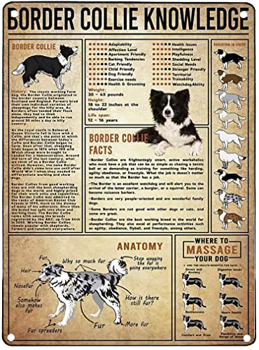 Vintage Metall Blechschilder – Border Collie Wissen Aluminium Metall Wanddekoration Retro Bar Schild Poster Home Küche Bar Zimmer Garage Platte Wanddekoration 30,5 x 20,3 cm von Lsjuee