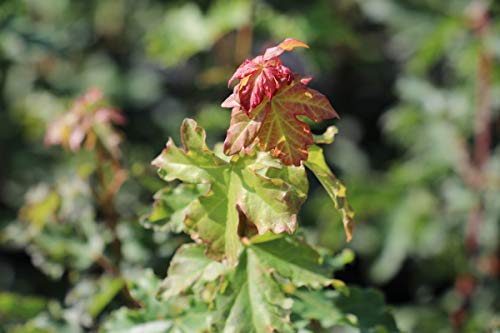 Ahorn, Feld-Ahorn - Starke Pflanze im 5L Topf von Lubera