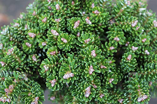 Zwerg-Koreatanne 'Silberperl' - Zwergstamm - Kräftige Pflanze im 3 lt.-Topf, Stammhöhe 40 cm, Krone mehrjährig von Lubera