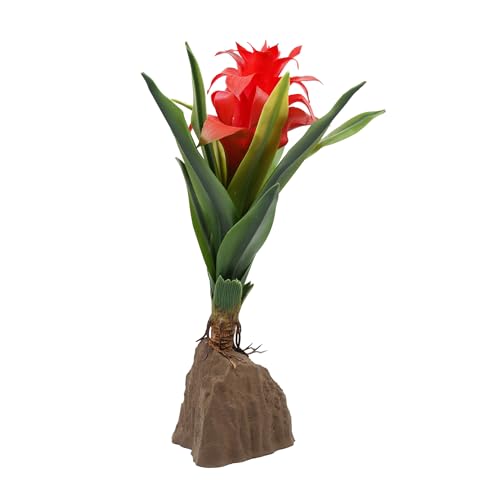 Lucky Reptile Bromelie groß rot von Lucky Reptile