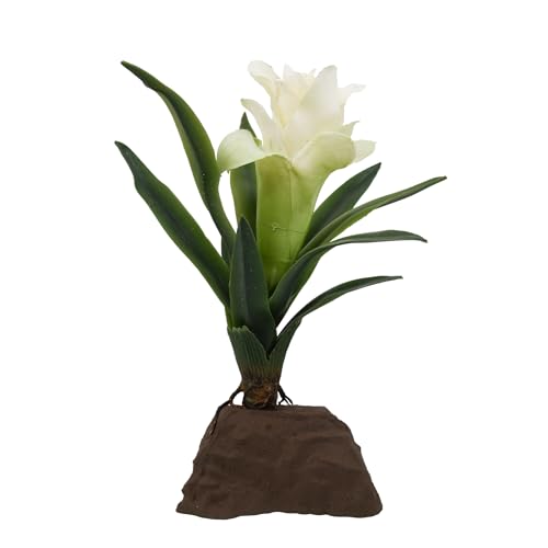 Lucky Reptile Bromelie klein weiß von Lucky Reptile
