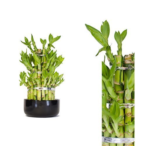 Lucky Bamboo Glücksbambus Pyramide ca. 30cm Bambus - Zimmerbambus Gluecksbambus Zimmer Deko Bam Boo dracaena sanderiana Glücksbambus Pflanze echt in Keramik Schale Blumentopf Bonsai topf von Lucky bamboo