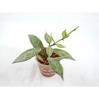 Hoya Lacunosa "Louisa's Silver' - Gesunder Ableger Mit Silbrigem Blattglanz Hoya Lacunosa "Louisa's Silver' - Gesunder Ableger Mit Silbrigem Blattglanz von LunaryaDE