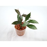 Hoya Lacunosa "Royal Flush' - Gesunder Ableger Mit Schöner Blattfärbung, Etablierte Pflanze Hoya Lacunosa "Royal Flush' - Gesunder Ableger Mit Schöner Blattfärbung, Etablierte Pflanze von LunaryaDE