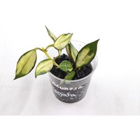 Hoya Lacunosa "Variegata' - Gesunder Ableger Mit Schöner Blattfärbung Hoya Lacunosa "Variegata' - Gesunder Ableger Mit Schöner Blattfärbung von LunaryaDE