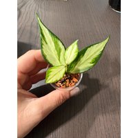 Hoya Polyneura Inner Variegated Fishtail Variegata Rarität Pflanze Ableger von LunaryaDE
