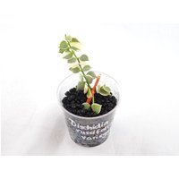 Dischidia Ruscifolia Variegata/Albomarginata "Million Hearts' - Steckling, Ableger von LunaryaDE