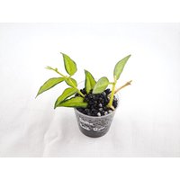 Hoya "Bella Variegata' Luis Bois - 2 Stecklinge Pro Topf Mit 2-6 Blättern, Ableger Bewurzelt, Wachsblume, Porzellanblume von LunaryaDE