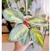 Hoya Carnosa „Argentea Princess" Porzellanblume Wachsblume Steckling | 2 Blätter Frisch Geschnitten von LunaryaDE