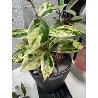 Hoya Carnosa Madara "Snow Angel' | Extrem Seltener Variegierter Ableger Frisch Geschnitten | Unbewurzelt Hoya Carnosa Madara "Snow Angel' | Extrem Seltener Variegierter Ableger Frisch Geschnitten | Unbewurzelt von LunaryaDE