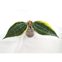 Hoya Latifolia Albomarginata | Variegata - Macrophylla, Gesunder Ableger, Pflanze, Wachsblume von LunaryaDE