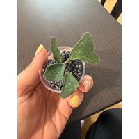 Hoya Manipurensis - Seltene Schönheit Mit Einzigartiger Blatt- Und Blütenform | Steckling 2 Blätter Frisch Geschnitten von LunaryaDE