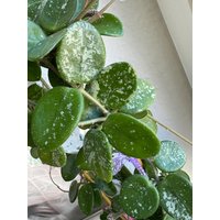 Hoya "Mathilde Splash' | Einzigartige Wachspflanze Mit Silbrigen Sprenkeln Steckling 2 Blätter Frisch Geschnitten Hoya "Mathilde Splash' | Einzigartige Wachspflanze Mit Silbrigen Sprenkeln Steckling 2 Blätter Frisch Geschnitten von LunaryaDE