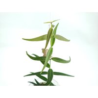 Hoya "Oligantha' | Seltener Hoya-Ableger Duftende Blüte Steckling 2 Blätter Frisch Geschnitten Hoya "Oligantha' | Seltener Hoya-Ableger Duftende Blüte Steckling 2 Blätter Frisch Geschnitten von LunaryaDE