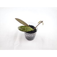 Hoya Sigillatis Ableger Stecklinge - Gesunder Ableger, Pflanze, Wachsblume von LunaryaDE