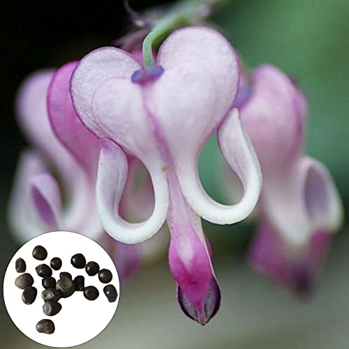 100 Stück/Beutel Blumensamen mehrjährige Landschaftsgestaltung frisch schöne blutende Herz Weinsamen Gartenvorräte, hochwertige Samen, hohe natürliche Keimungsrate, Familienmini-Obstgarten-Multikolor von Luojuny