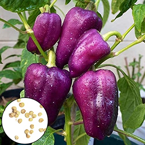 100 Stück/Beutel Paprika-Samen produktive produktive lila gut angepasste volle Sonnensamen, hochwertige Samen, hohe natürliche Keimungsrate, Familienmini-Obstgärten-Purpur von Luojuny
