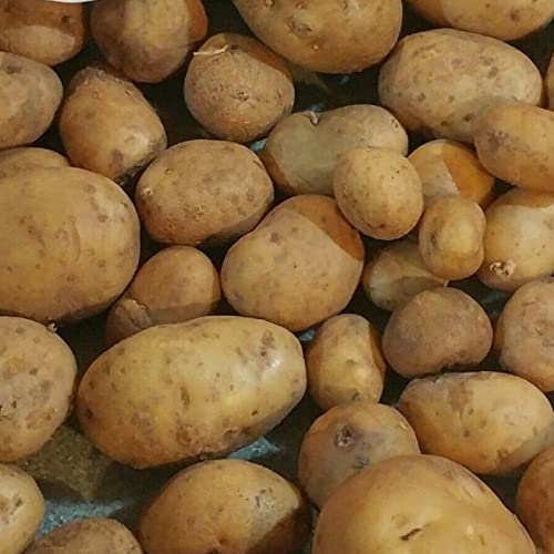 100 Stück Kartoffelsamen Essbares leckeres, lebendiges, schnelles Wachstum, aromatische Pflanzensamen, hochwertige Samen, hohe natürliche Keimungsrate, Familien-Mini-Obstgarten-Rot von Luojuny