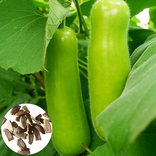 200pcs/Bag Lagenaria Siceraria Samen Essbares nahrhaftes Erbstück in fetten Gemüsesamen, hochwertige Samen, hohe natürliche Keimungsrate, Familien-Mini-Orchard-Green von Luojuny