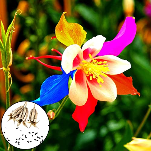 Akelei-Samen, 100 Stück Pflanzensamen zur Verschönerung ohne Pestizide, dekorative georgische bunte Akelei-Samen, Gartenzubehör zum Pflanzen, zieht Bienen an – Samen von Luojuny