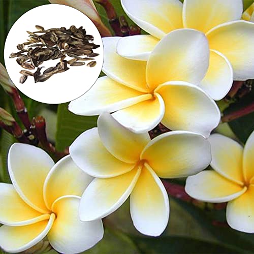 Frangipani-Samen, 50 Stück Frangipani-Samen, starke Vitalität, Landschaftsbau, sicheres schnelles Wachstum, Topfblumensamen, Gartenzubehör zum Pflanzen, zieht Bienen an – weiß von Luojuny