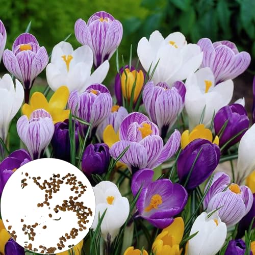 Luojuny 150/300PCS KROKUS SAMEN EINZIGARTIGE DUFT Gärten Patios Bauernhöfe Blumen Sameen für GEWÜRZ Färbart Lebenmittel 150St von Luojuny