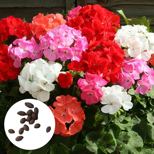 Luojuny 20/50/100 PCs Geranium samen Mehrjähhrige Hitze Trockenheit Tolerant Blumenamen MIT Lebendigen Blüten für Töpfe Grenzen Sommer Garten Zeige Zeige 100pcs von Luojuny