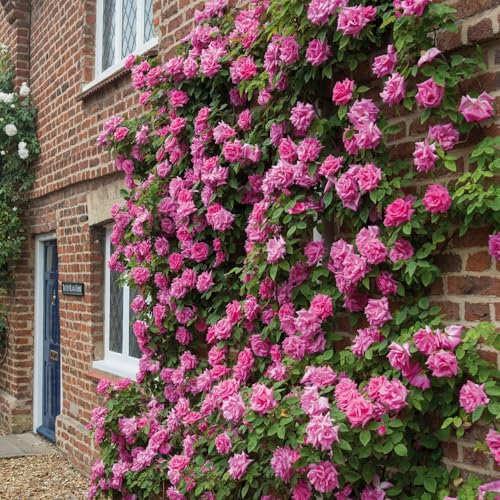 Luojuny 200 Stück Kletterrosen Samen für die Bepflanzung im Freie Langblühende Zierblumen Samen Kletterrose Busch RBE SAMEN für Garten Hof Rosa Luojuny 200 Stück Kletterrosen Samen für die Bepflanzung im Freie Langblühende Zierblumen Samen Kletterrose Busch RBE SAMEN für Garten Hof Rosa von Luojuny
