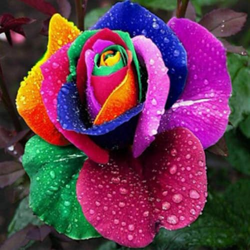 Luojuny 400 Stück-Regenbogen-RosenSamen, Gentechnikfrei, Akuffällige Rosensamen, Hohe Keimerrate, Seldene Rosensamen für Gärten und Blumenbeete 400pcs Luojuny 400 Stück-Regenbogen-RosenSamen, Gentechnikfrei, Akuffällige Rosensamen, Hohe Keimerrate, Seldene Rosensamen für Gärten und Blumenbeete 400pcs von Luojuny
