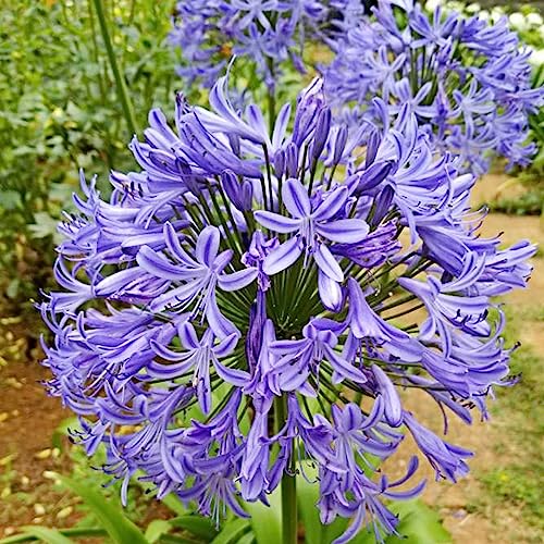 Luojuny Agapanthus-Samen, 1 Beutel Agapanthus-Samen, ertragreich, fruchtbar, einfach wachsend, schöne Blumen-Bonsai-Samen für den Garten Agapanthus-Samen von Luojuny