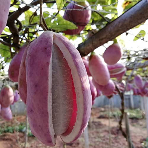 Luojuny Akebia-Samen, 50 Stück/Beutel Akebia-Samen Landschaftsbau Natürliches schnelles Wachstum Kletterfruchtsamen Gartenbedarf Violett von Luojuny